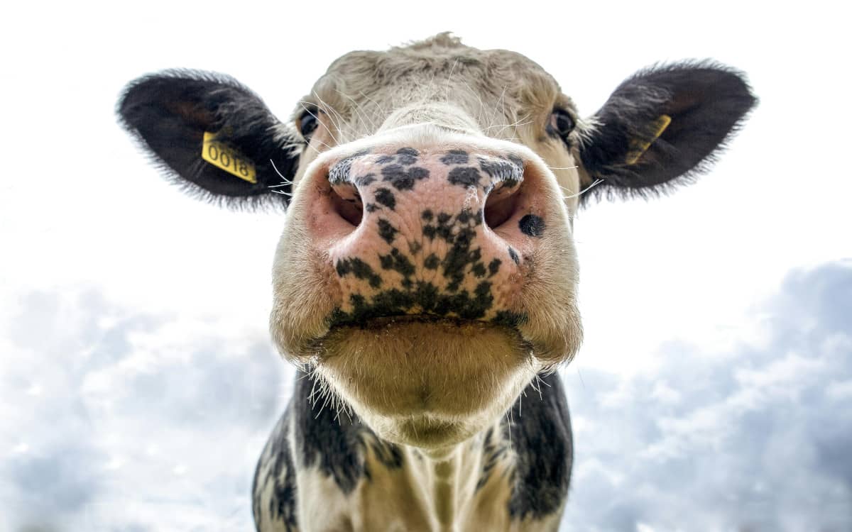 Cow
