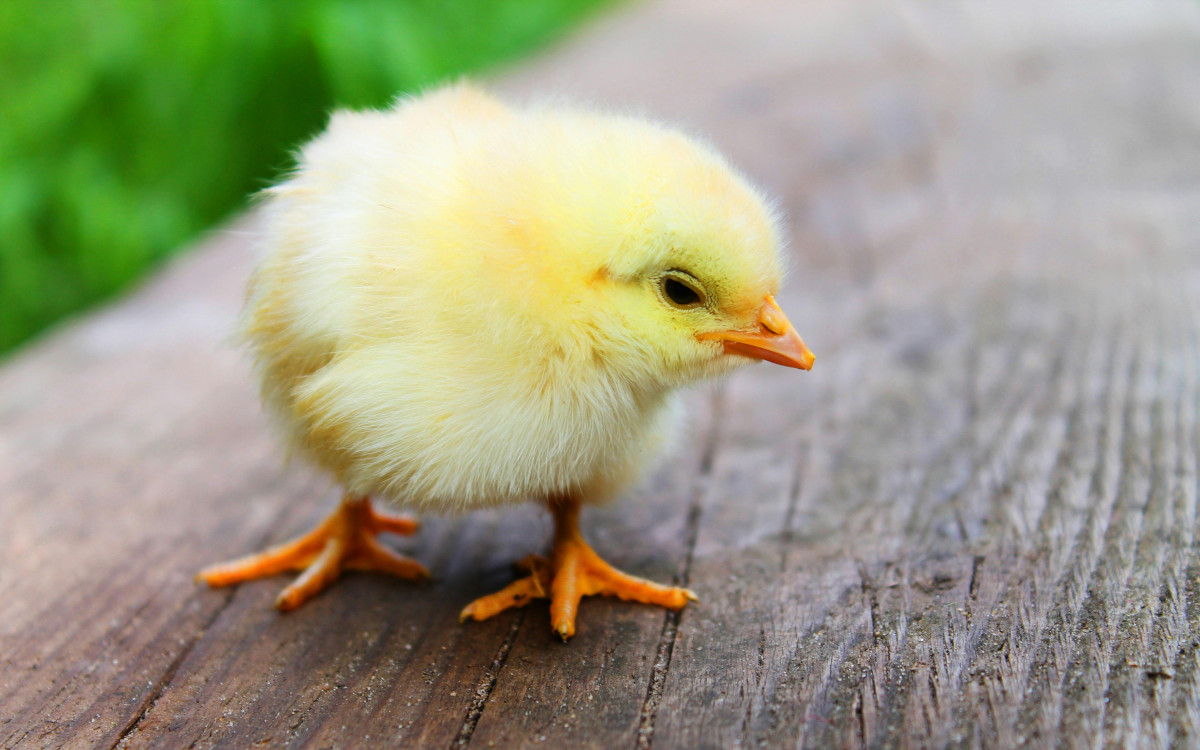 Searching for long-tail MEV Defi profit on Ethereum is represented by a little chicken