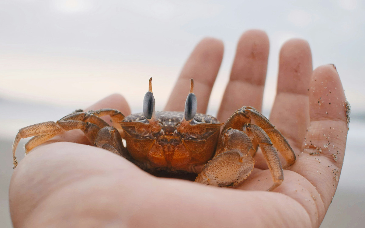 OpenClaw LLM agent is represented by this crab