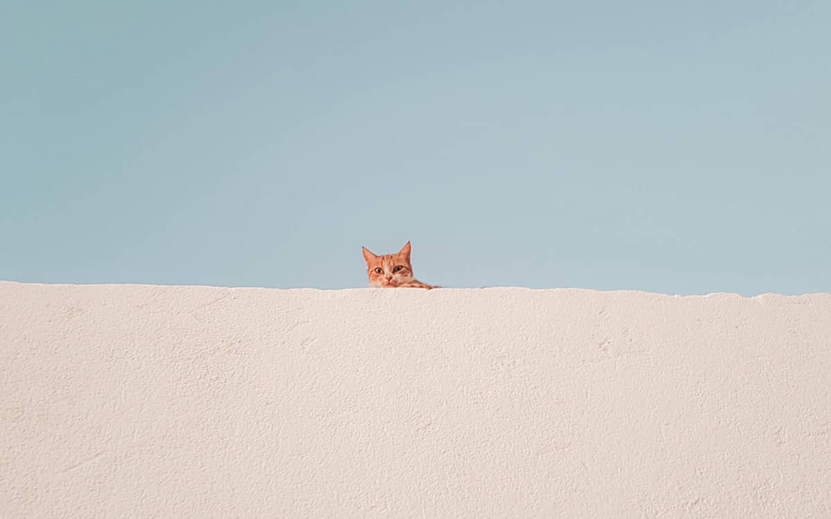 PostgreSQL issues are represented by a peeking cat