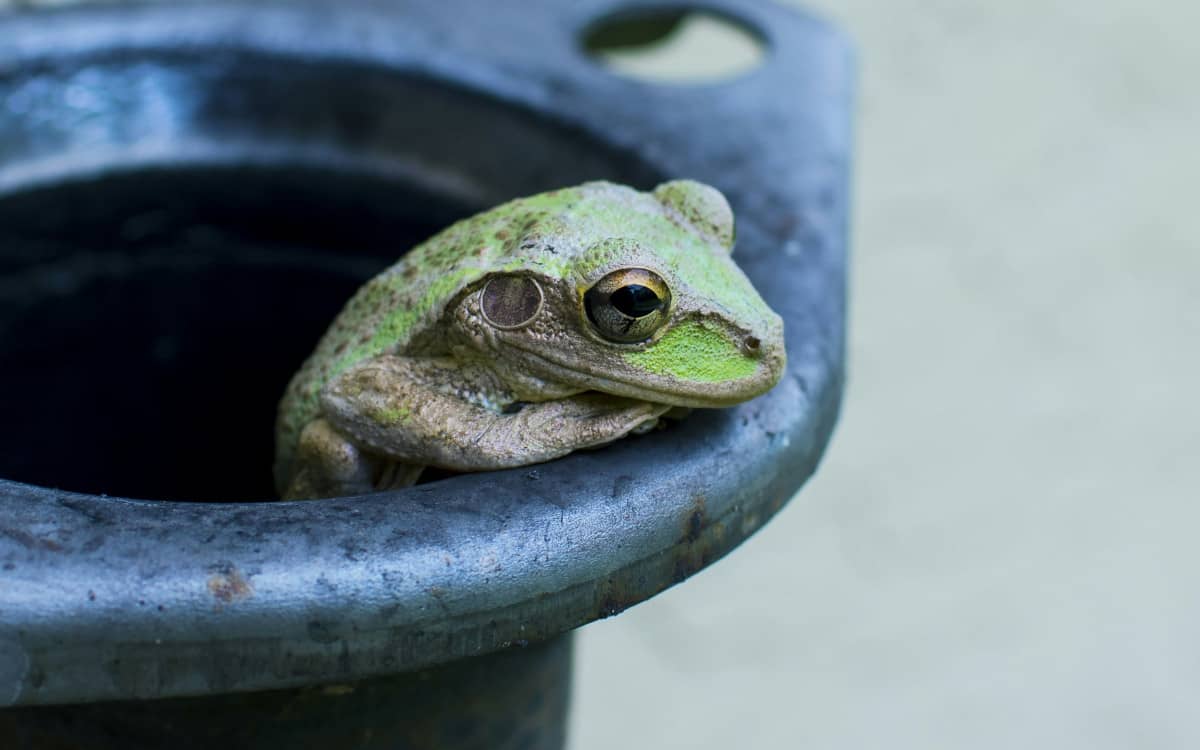 Not happy pepe