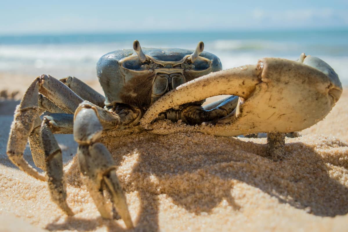 Rust is represented by a crab on a beach
