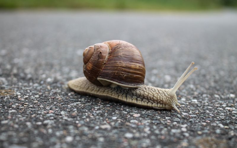 Snail represents a slow SQL query before optimization techniques