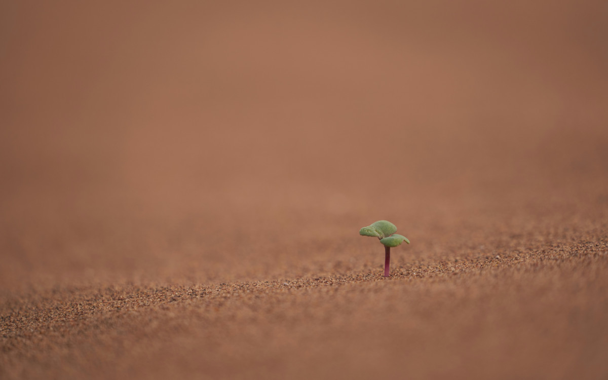 Long-tail MEV profit on Uniswap Defi is represented by this small plant